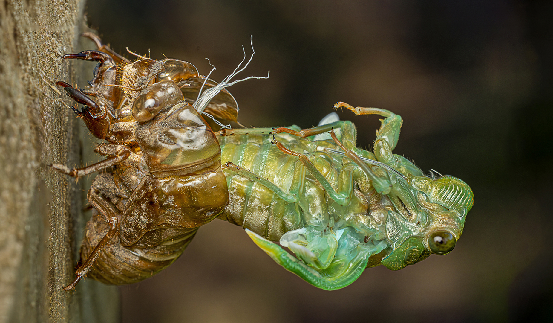 2nd PrizeOpen Color In Class 2 By Lisa Mayo For Cicada Emerging JAN-2026.jpg